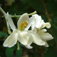 Moringa oleifera Lam.